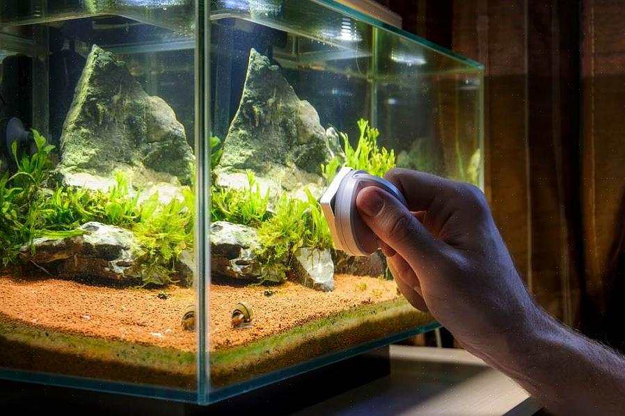 Manter o aquário longe da exposição prolongada ou contínua à luz impedirá o rápido acúmulo de algas