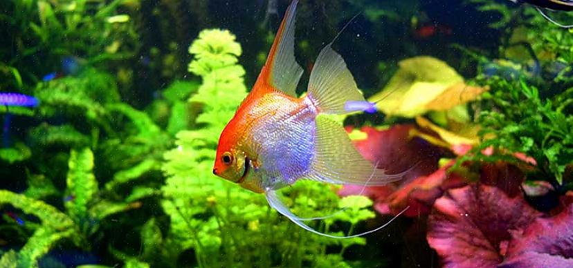 Peixes-anjo com olhos vermelhos são cruzados com outros peixes selvagens