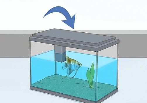 A maioria dos peixes-anjo são criados em tanques