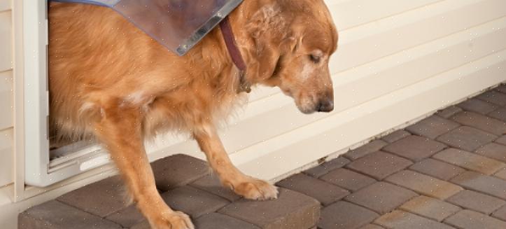 Uma porta para cães é exatamente o que você precisa ao treinar animais de estimação para manter fora de casa