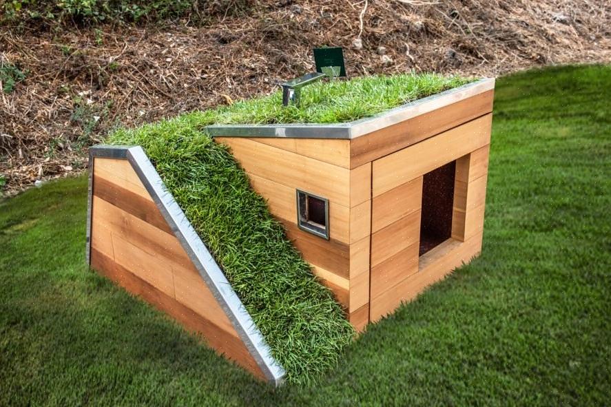 Uma casinha de cachorro verde é uma típica casa para o seu cão com um jardim no topo para servir de telhado
