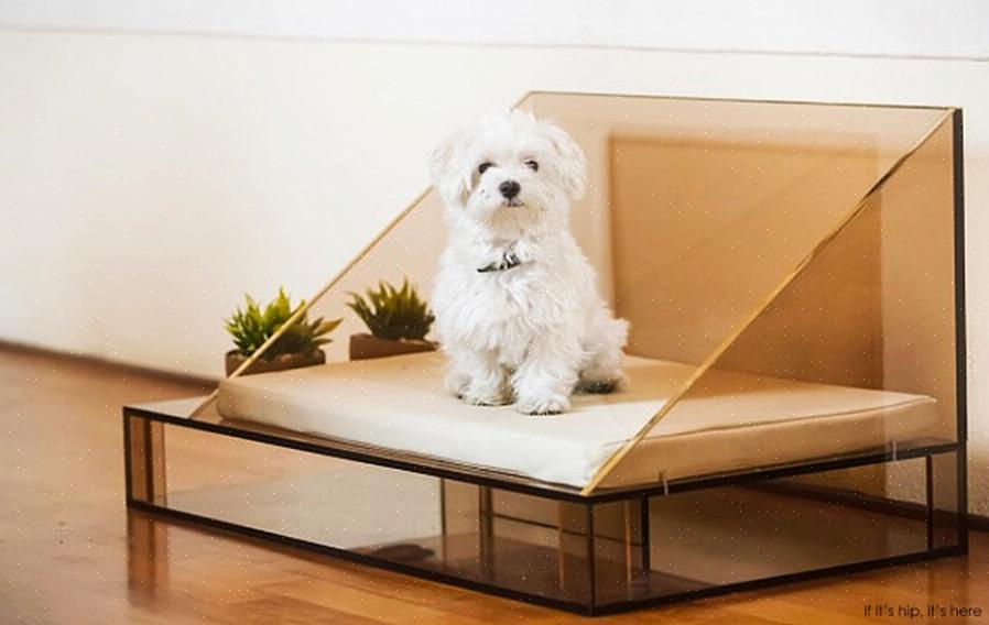 Conecte "cama de design para cães" para obter uma lista de sites que apresentam muitos tipos de camas