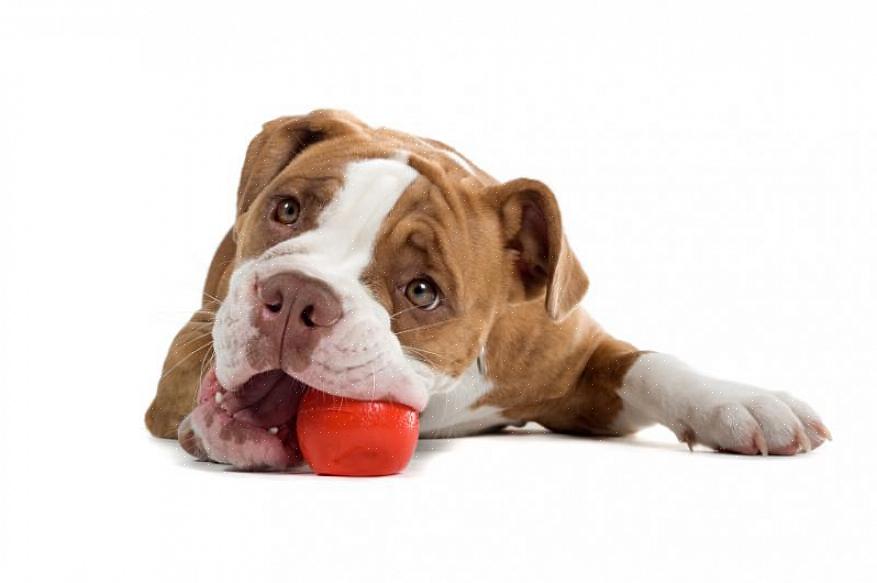 Encontre brinquedos para cães na Internet ou em uma das lojas atacadistas de animais de estimação