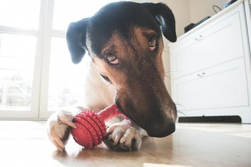 É por isso que os brinquedos de pelúcia não são bons brinquedos para cães