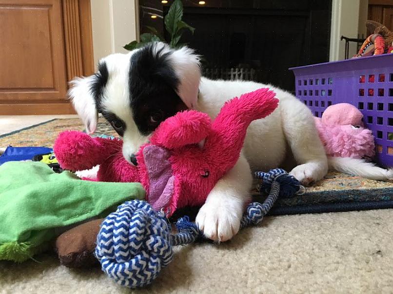 Ao escolher um brinquedo para seu cão de estimação