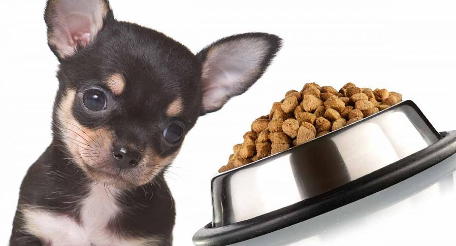 Certifique-se de alimentar seu Teacup Chihuahua regularmente com ração premium para cães