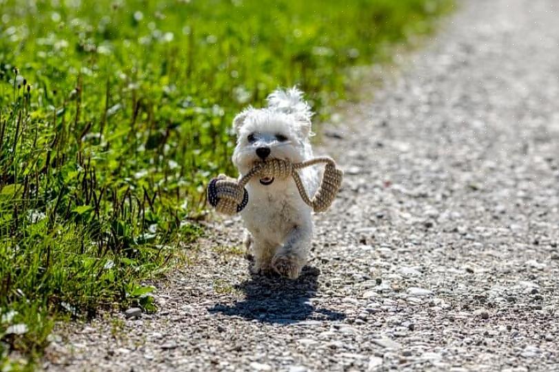 Como o cão maltês Teacup não é uma raça normal