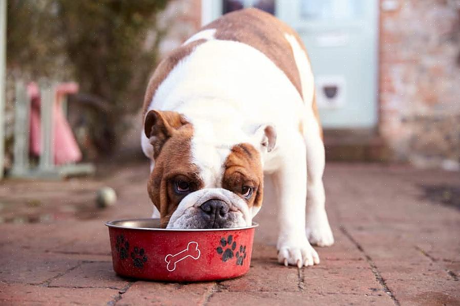 Existem tigelas de bulldog feitas de cerâmica