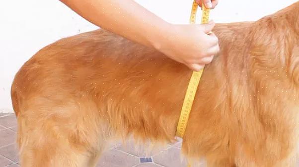 Redirecionar a urina de um cão é o uso de uma faixa na barriga