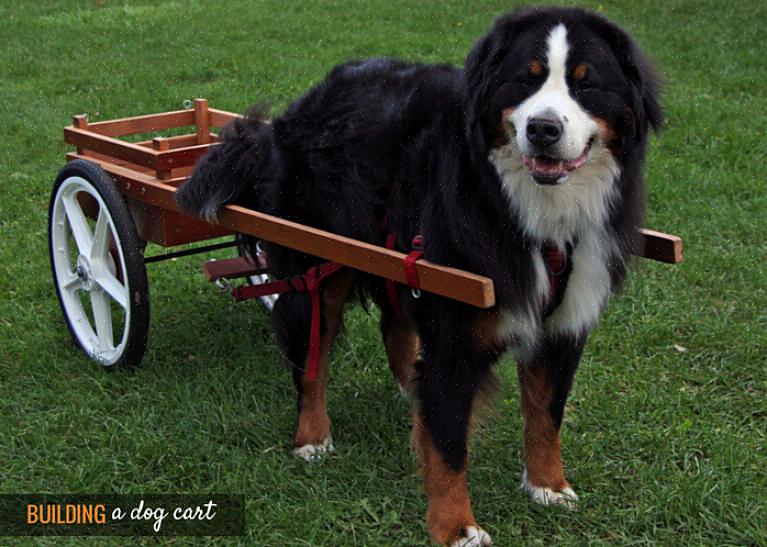 Certifique-se de amarrar a corda corretamente para que o carrinho do seu cão fique preso