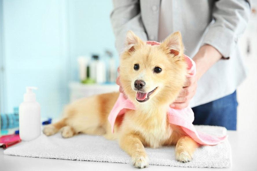 Fazer uma mesa de preparação para um cão pode ser uma tarefa bastante fácil