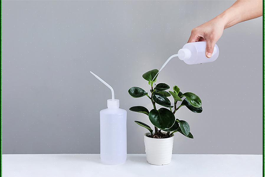 Usar a água que consegue para regar as plantas