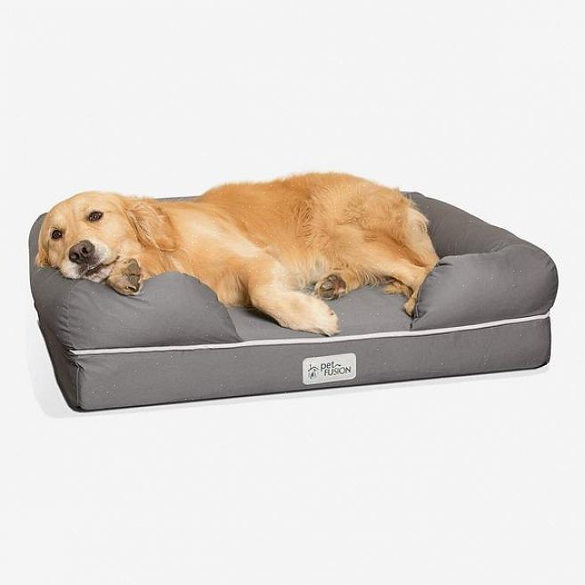 Sua cama de cachorro de luxo para seu amigo está pronta para uso