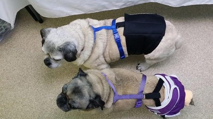 Ajudando-o a prevenir acidentes com a simples adição de faixas na barriga do cão