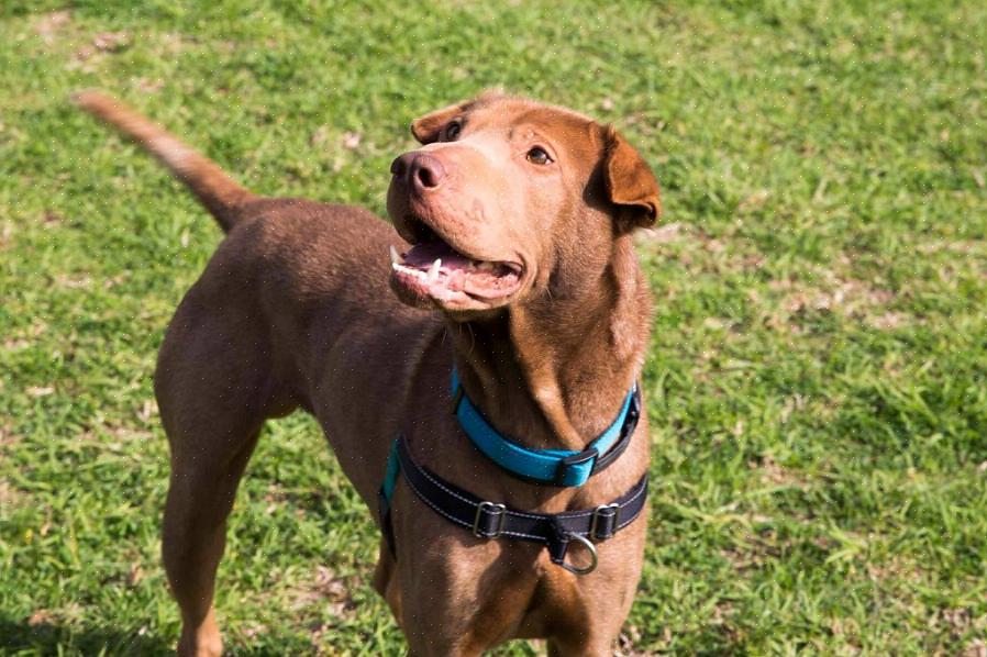 Economize algum dinheiro emparelhando a moda do seu cachorrinho com uma linda coleira coleira caseira