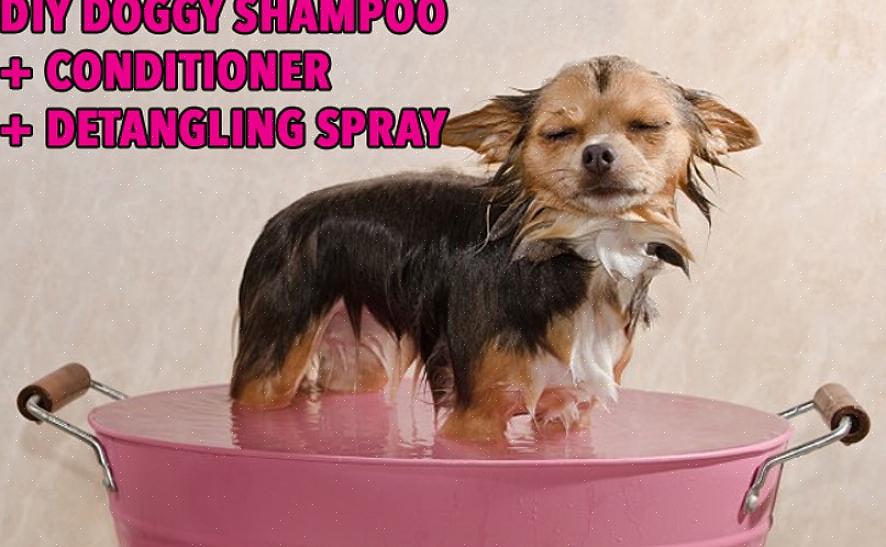 Fazer um shampoo caseiro para cães está listado abaixo