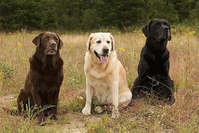 Ao selecionar um Labrador Retriever