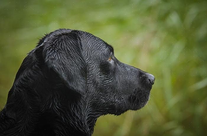 Ao selecionar um filhote de Labrador Retriever