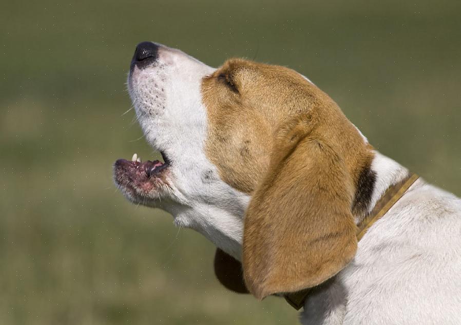 O uso de um apito para cães é uma forma eficaz de treinar seus cães para parar de latir sob comando
