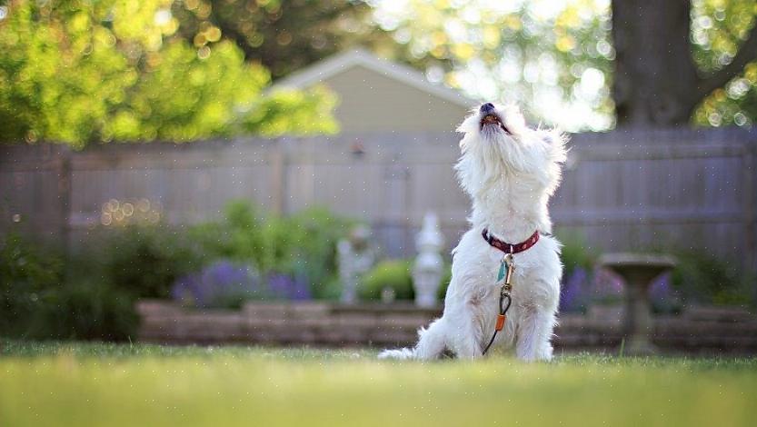 Para descobrir a frequência certa para seu cão