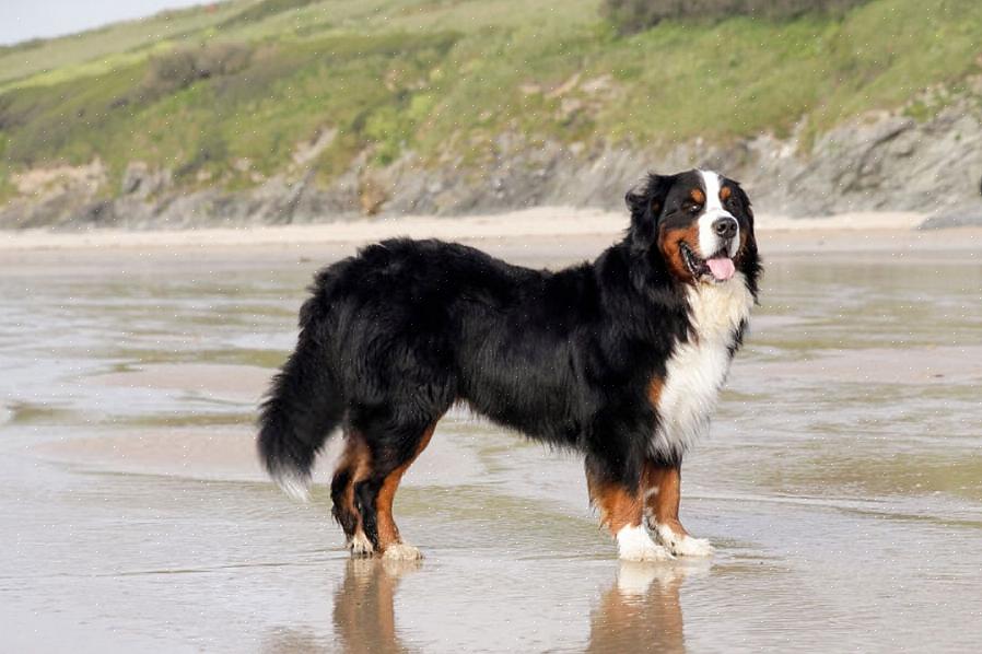 O cão da montanha birmanês não foi criado para um clima quente