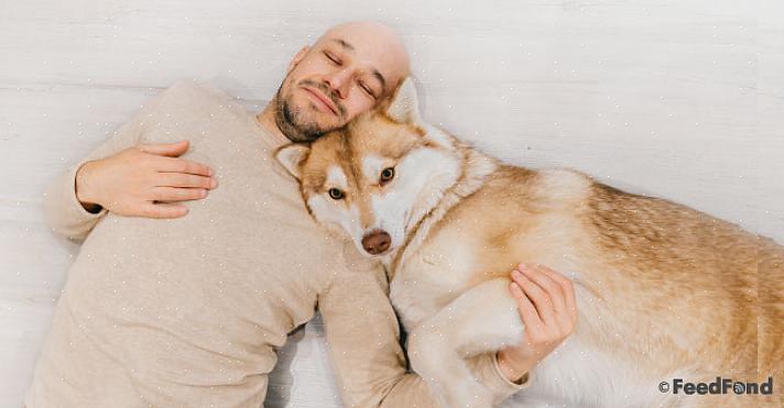 Por isso é importante cuidar bem do seu Husky Siberiano