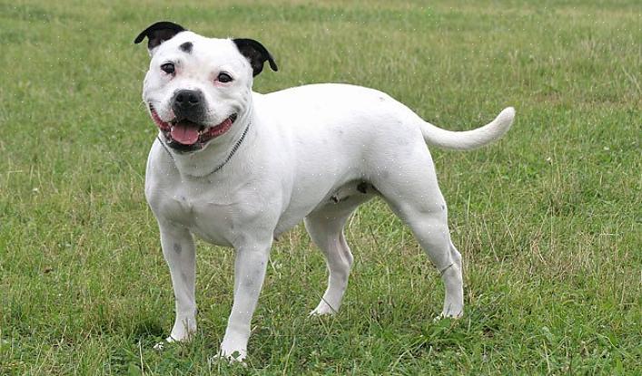 Staffordshire Bull Terriers são membros de tamanho médio do grupo Terrier