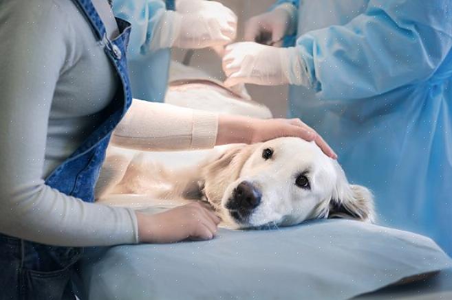 Alguns veterinários se especializam em determinadas espécies de animais