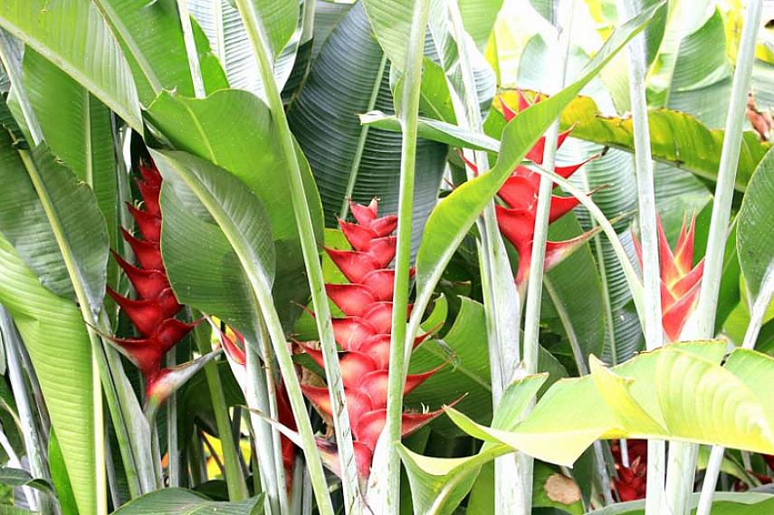 Mas existem algumas plantas de Heliconia que são mais apropriadas em áreas sombreadas como a Heliconia