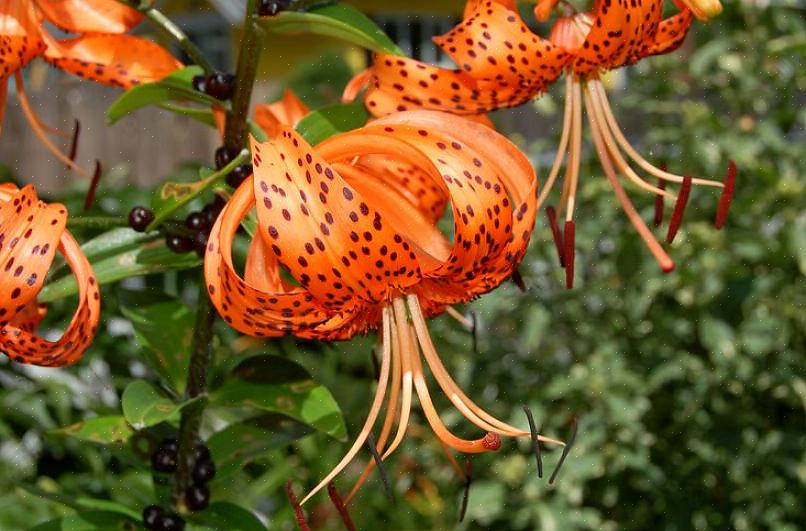 Você pode tentar não cuidar de uma flor de Lírio-tigre