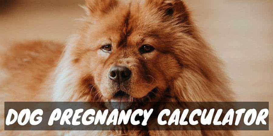 Quando dois cães podem procriar durante o período de ovulação