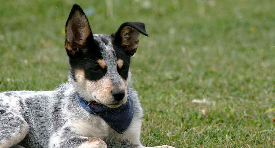 Cuidar adequadamente de um Blue Heeler incluiria fornecer a ele uma grande área para correr