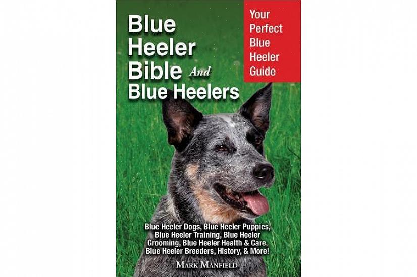 Aqui estão algumas dicas que podem ajudá-lo a aprender a cuidar do seu Blue Heeler