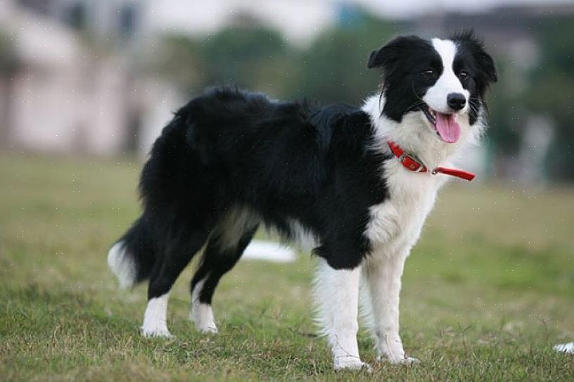 Os border collies não fazem um bom trabalho ao se exercitar