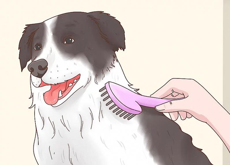 Os border collies requerem uma grande quantidade de exercícios físicos