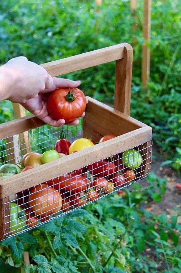 Grandes agricultores usar composto para suplementar o solo de uma fazenda