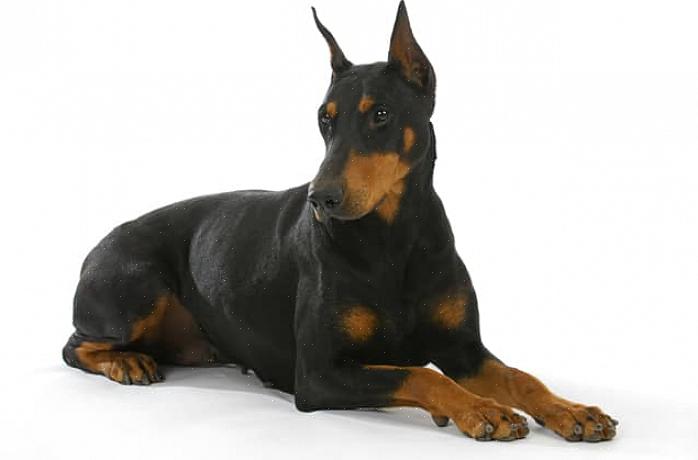 O Doberman Pinscher é um cão conhecido por sua capacidade de serviço de guarda