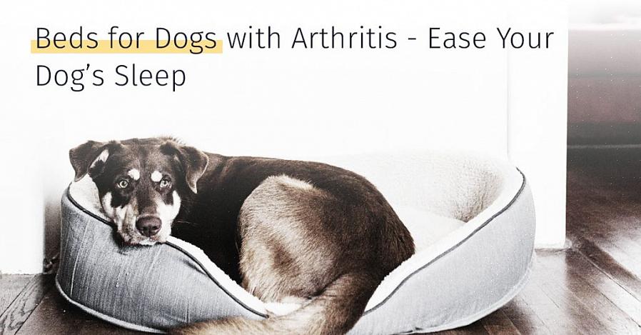 A artrite em caninos é uma doença degenerativa caracterizada por rigidez