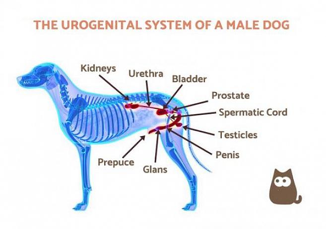 É importante compreender os diferentes tipos de problemas de próstata de um cão para que você saiba quais