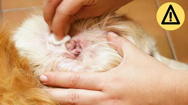 Um golden precisa ver seu veterinário pelo menos uma vez por ano para vacinas