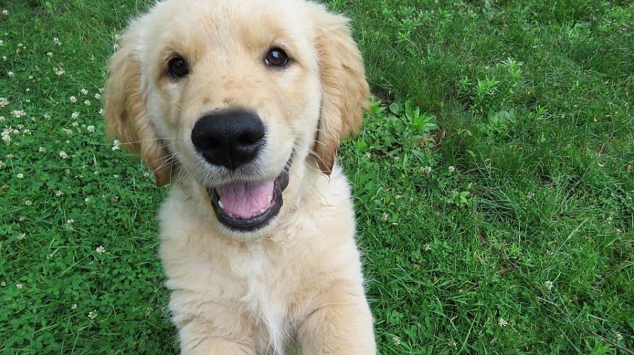 Goldens precisa de treinamento de obediência de cães