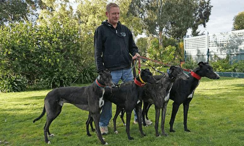 Entre em contato com outros proprietários de Greyhound ou com o grupo de resgate onde você adotou