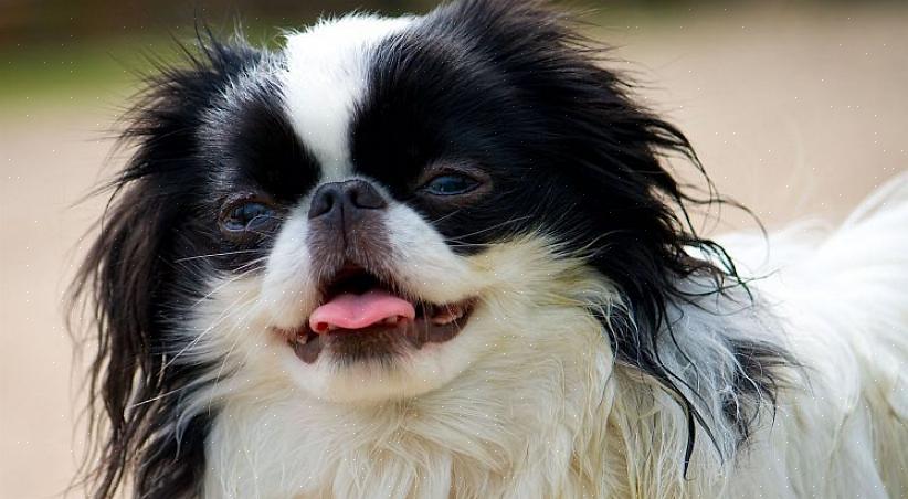 Um Chin japonês é um cachorro de brinquedo muito estimado pela realeza japonesa