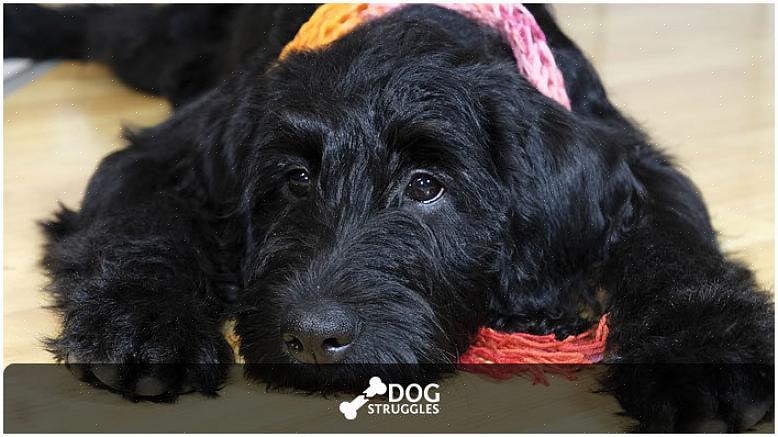 Não é preciso muito para manter seu labradoodle um cão feliz