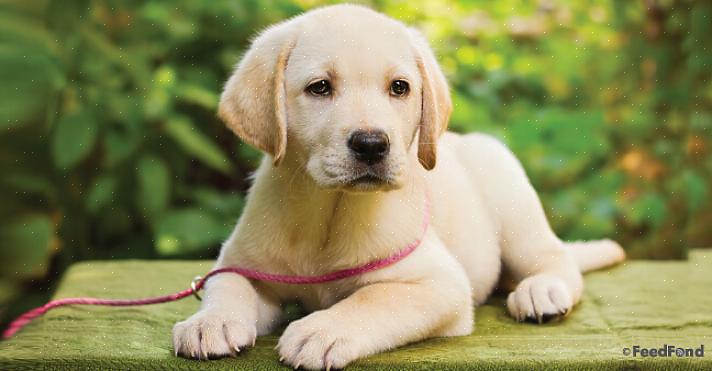 Um filhote de Labrador deve ser banhado uma vez por mês com um shampoo adequado para seu pelo