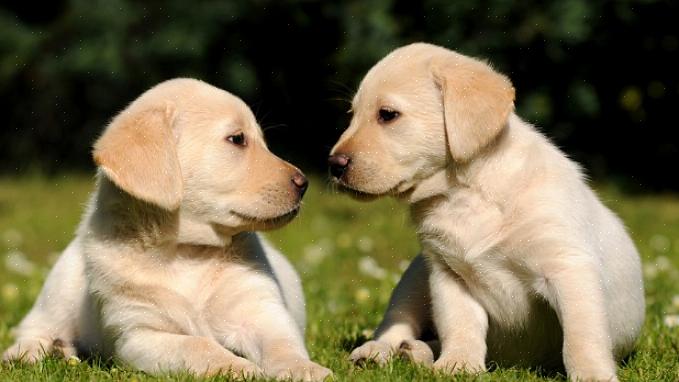 O Labrador Retriever é uma raça de cachorro amável