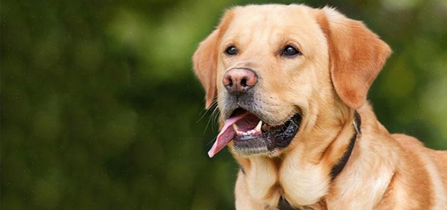 Você pode aproveitar esta oportunidade para examinar o pelo do seu labrador retriever