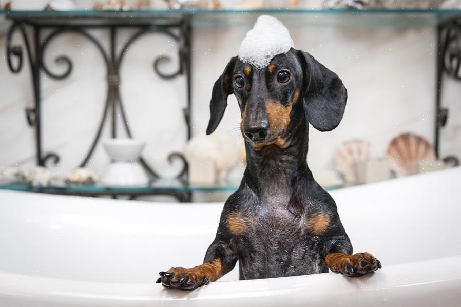 Leve seu cachorro ao parque regularmente para que ele também possa brincar com outros cães