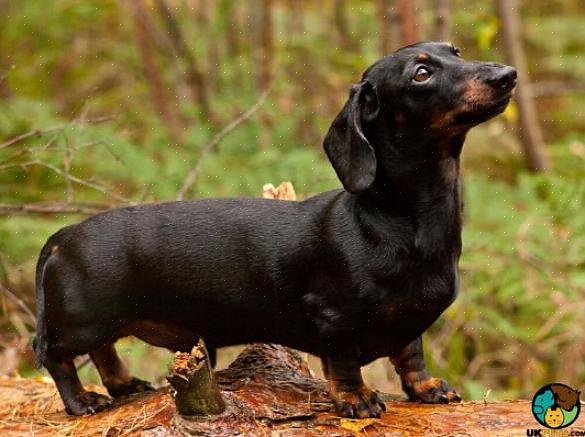 Um dachshund miniatura é uma raça de cão deliciosa que tem seu próprio temperamento