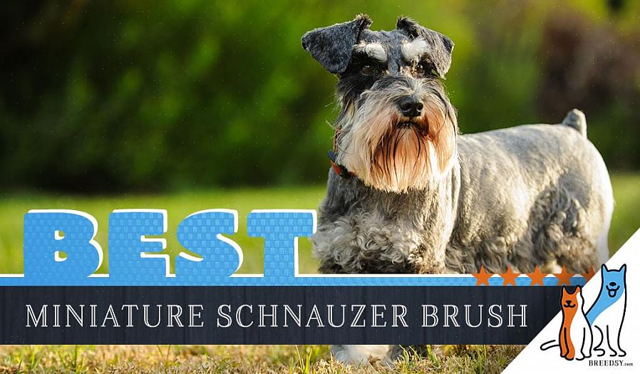 Schnauzers miniatura são ótimos animais de estimação